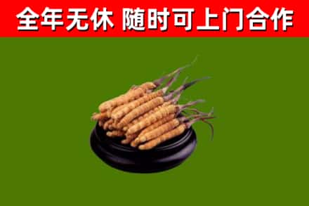 江阳回收散虫草